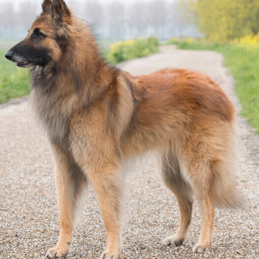 Belgian Shepherd Tervueren standing on the road