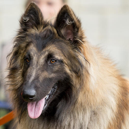 Belgian Shepherd Tervueren on the competition