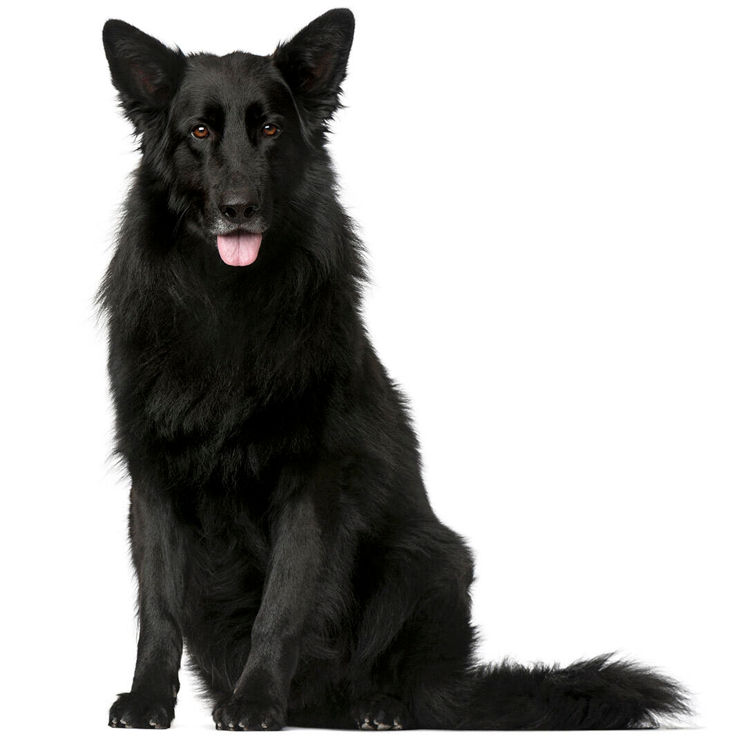 Belgian Shepherd Dog Groenendael Dog Breed