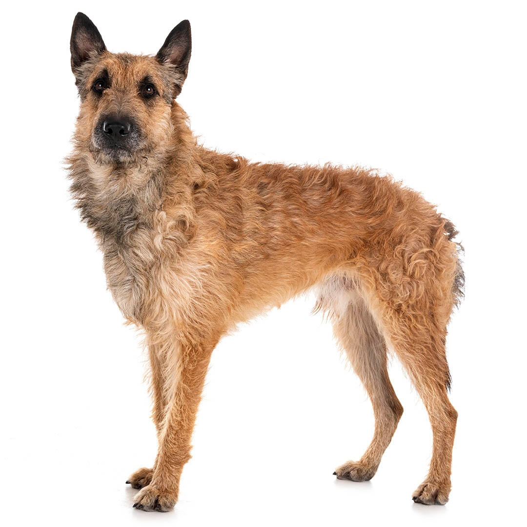 Belgian Shepherd Dog Laekenois Dog Breed