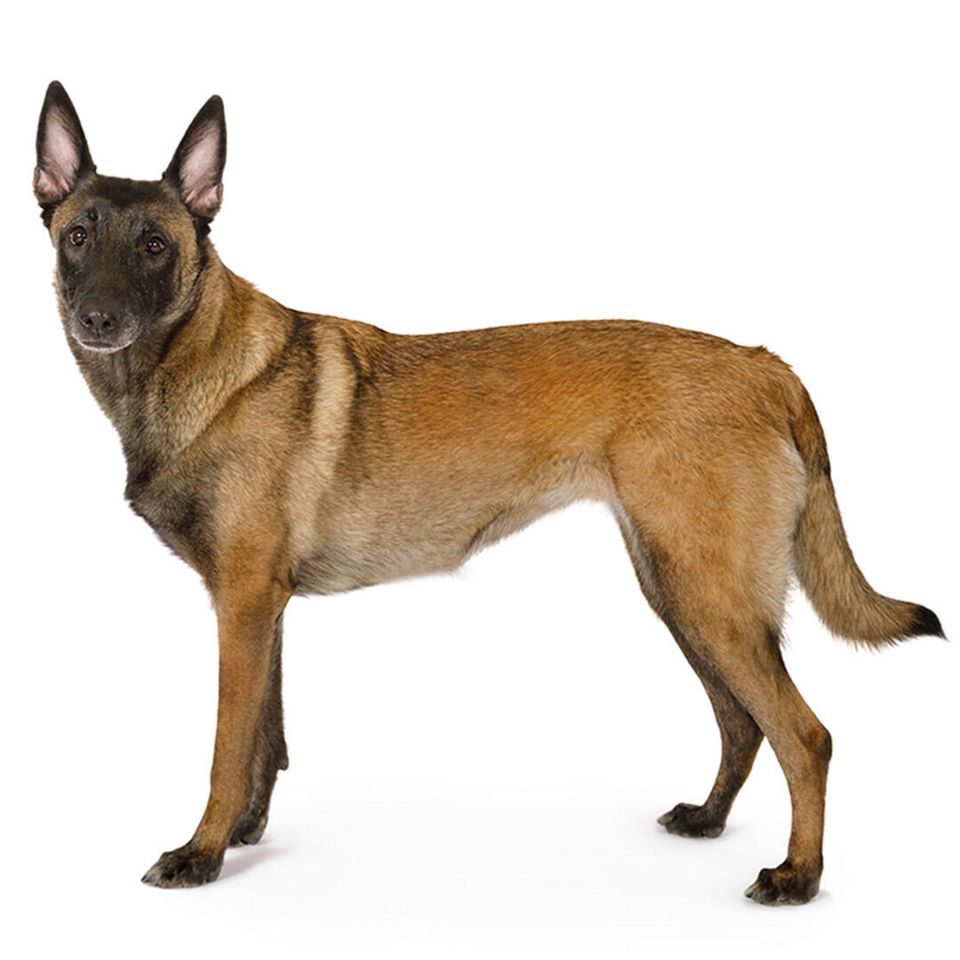 Belgian Shepherd Dog Malinois Dog Breed