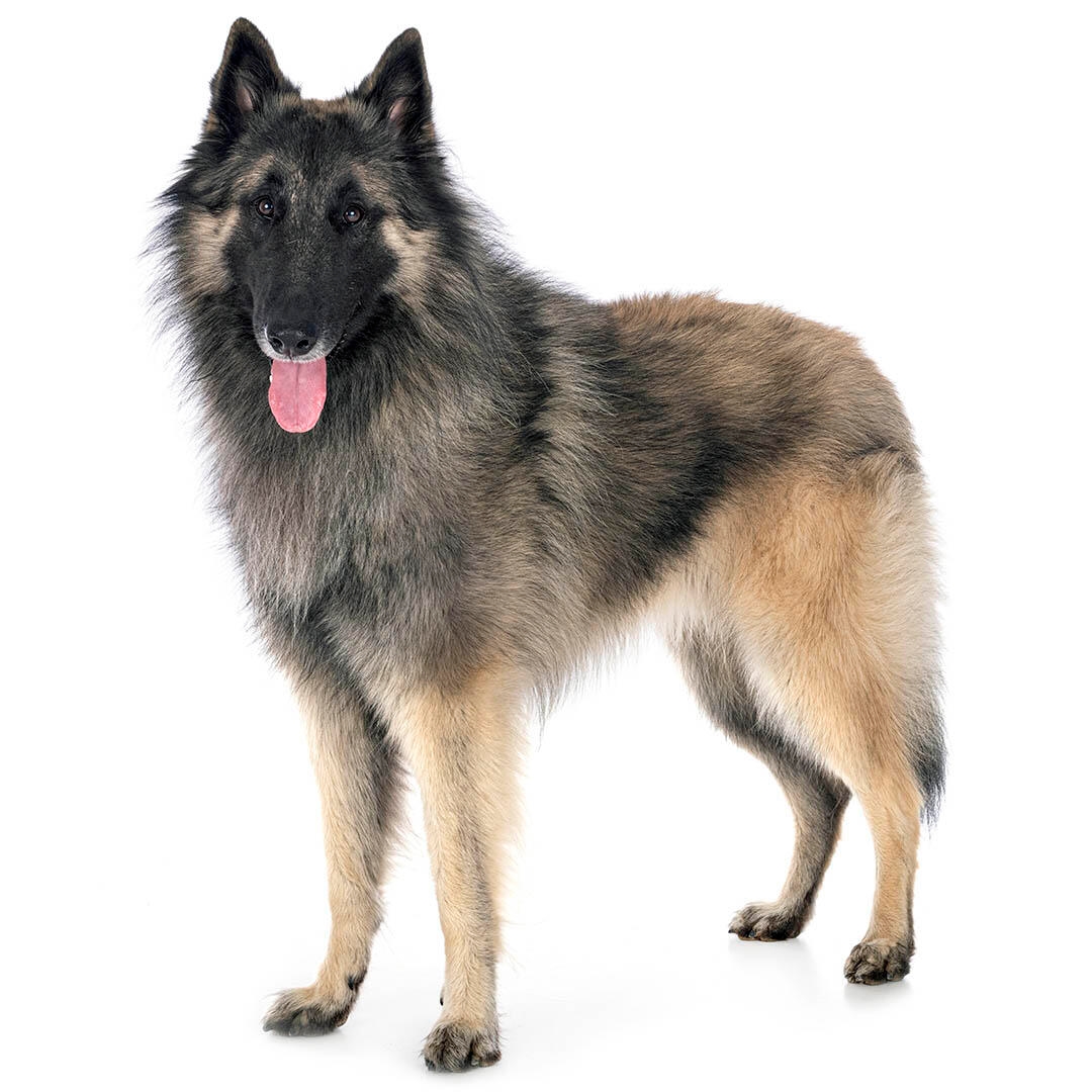 Belgian Shepherd Dog Tervueren Dog Breed