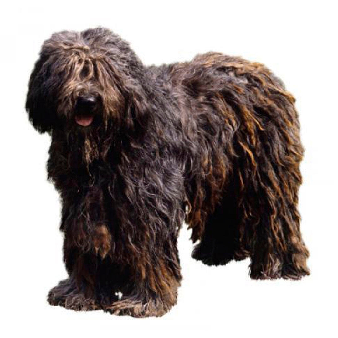 Bergamasco Dog Breed