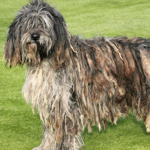 Bergamasco standing on the grass field