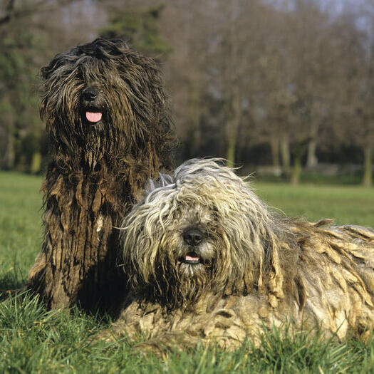 Two Bergamasco dogs in the field