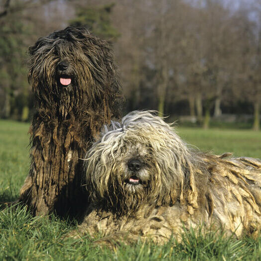 Bergamasco Dog Breed Information | Purina