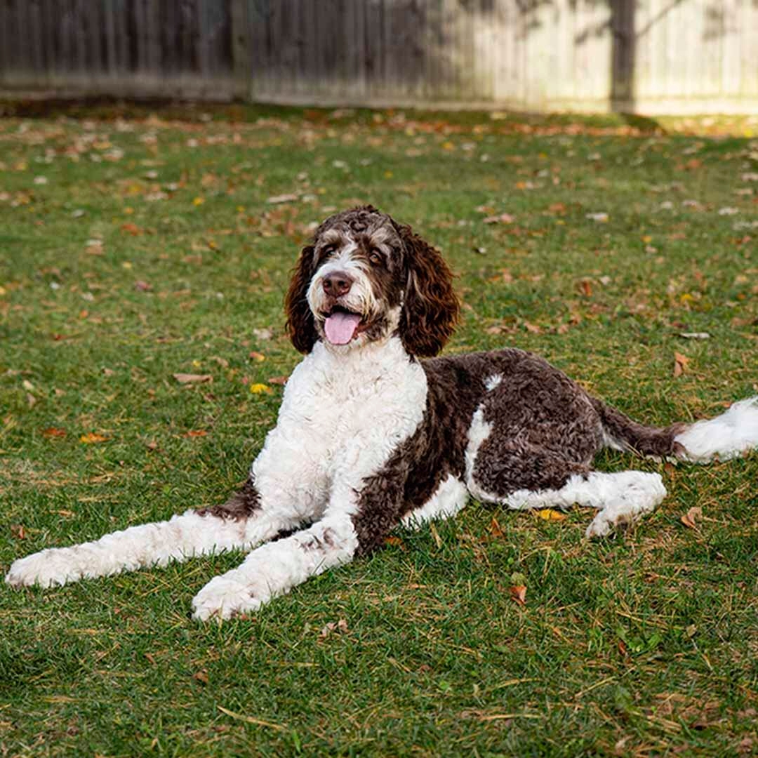 Bernedoodle Dog Breed