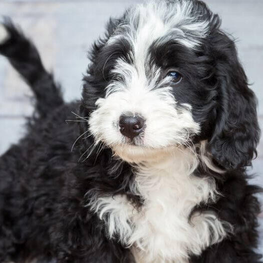 Dog in front of white wall