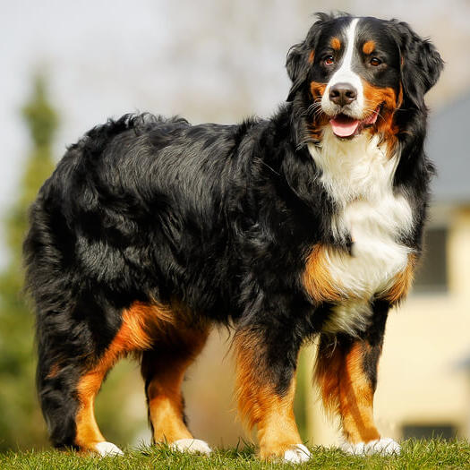 Bernese Mountain Dog Breed