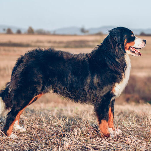 Bernese Mountain Dog Breed