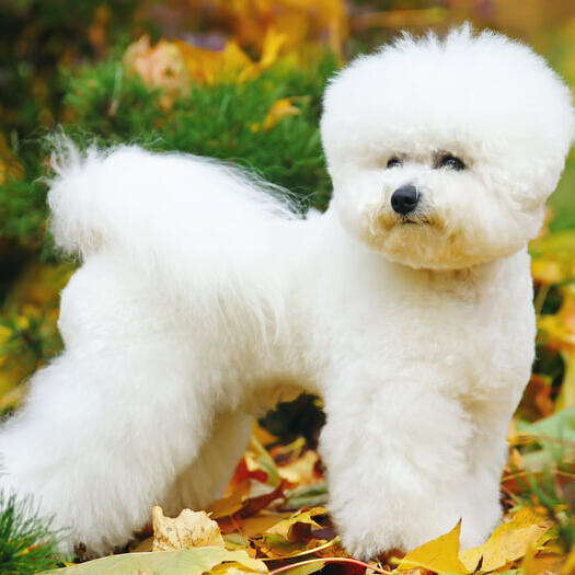 Bichon Frise in the leaves