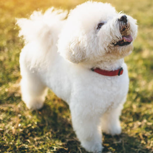 Bichon Frise looking up