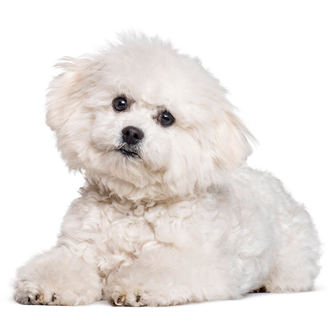 how long do bichon poodle dogs live