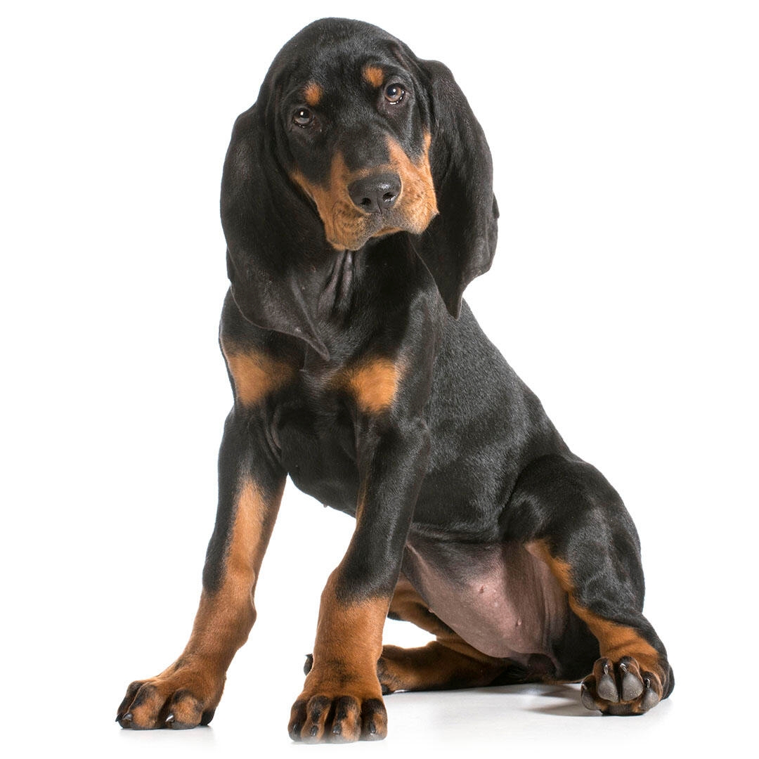 Black and Tan Coonhound Dog Breed