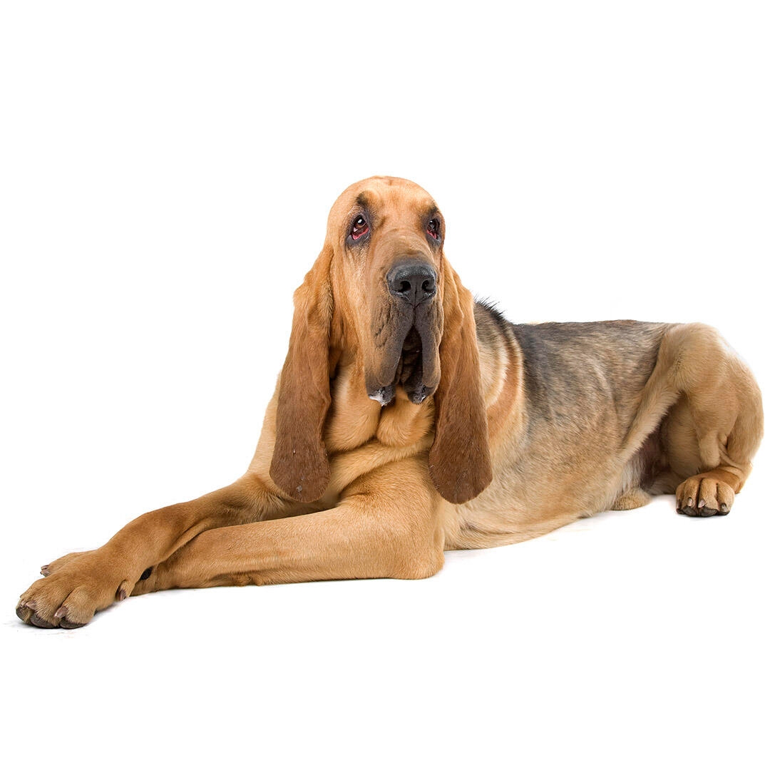 Bloodhound Dog Breed