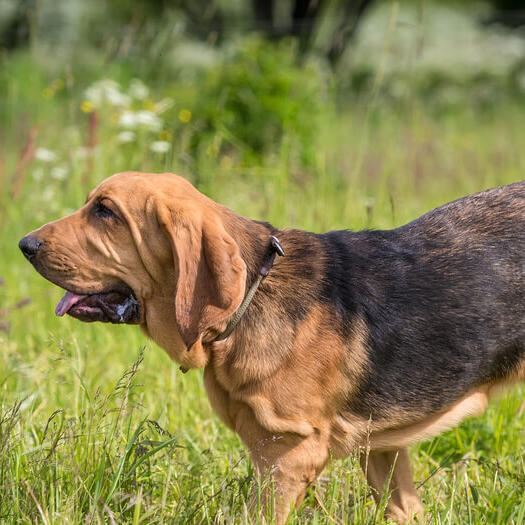 Bloodhound Dog Breed