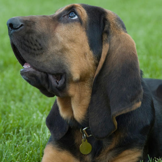 Bloodhound Dog Breed