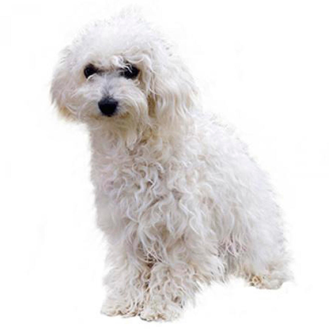 Bolognese Dog Breed