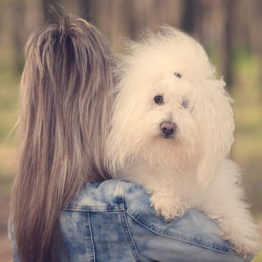 are bolognese the most intelligent dogs