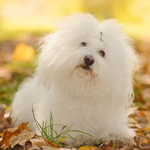 White bolognese looking at the camera.