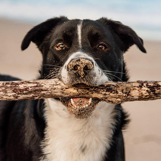 Borador carrying a stick