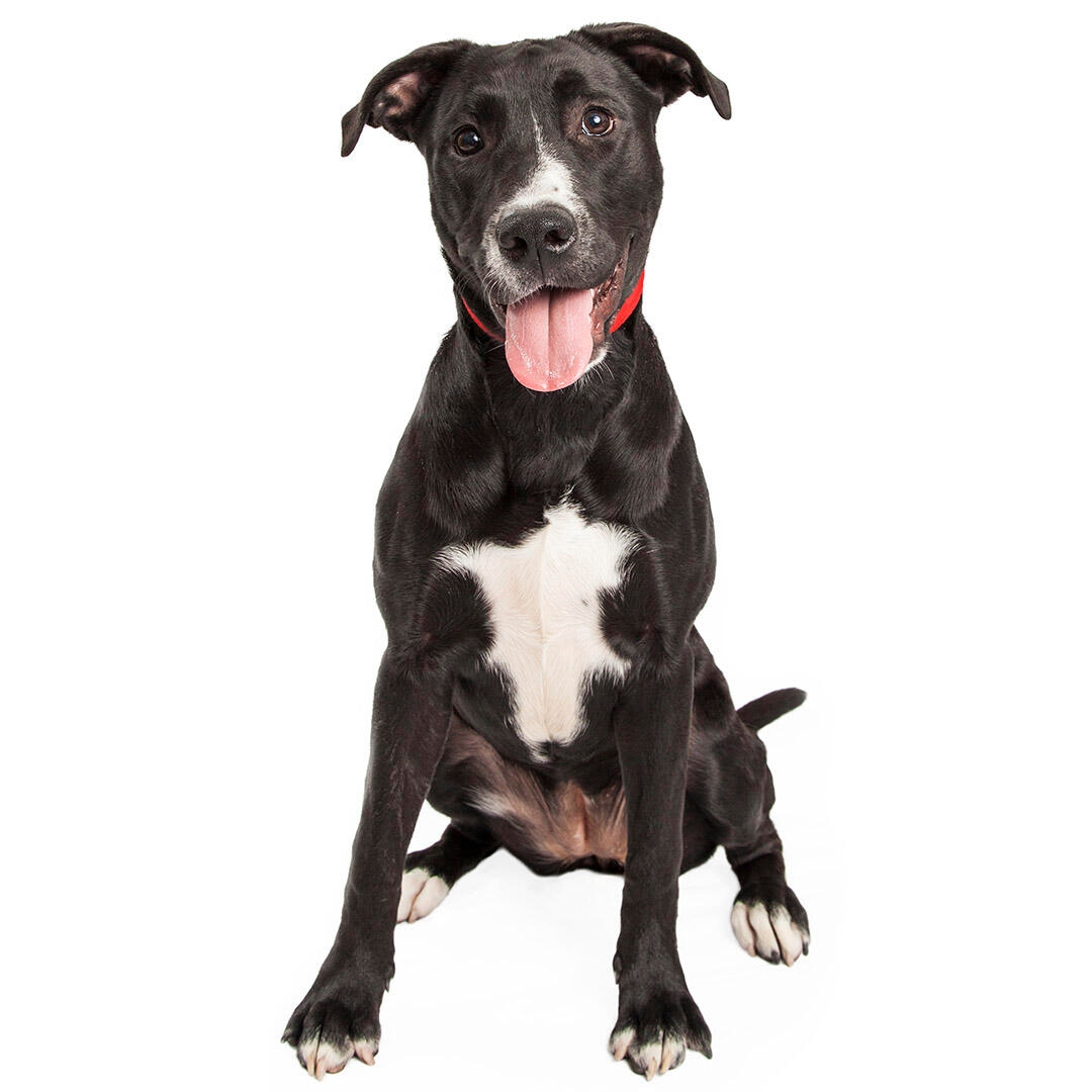 Borador Dog Breed