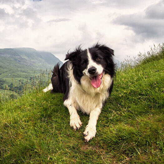 Border Collie  Your Intelligent, Affectionate Friend