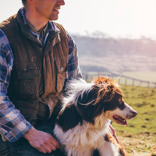 10 Border Collie Mixes That Blend Beauty and Brains