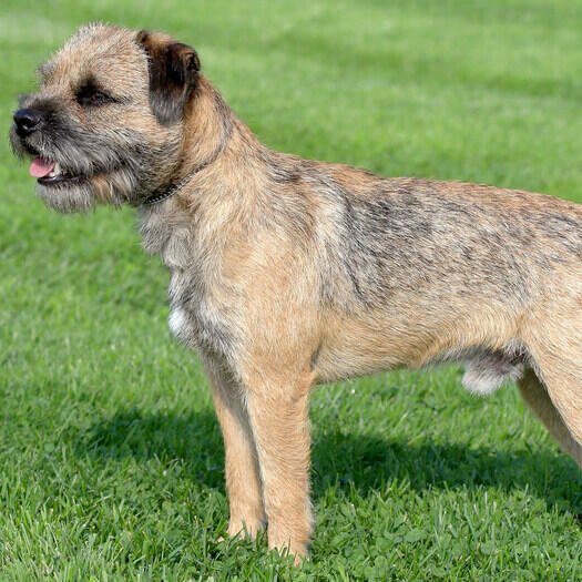 border terrier standing straight on the lawn