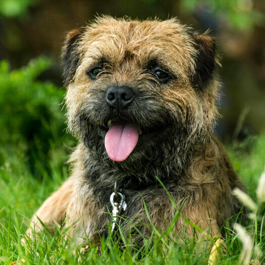 border terrier puppy lying in grass