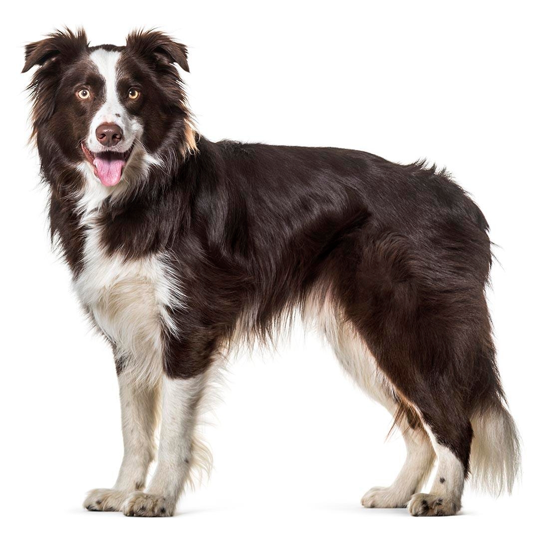 Border Aussie Dog Breed Pictures, Characteristics, and Facts