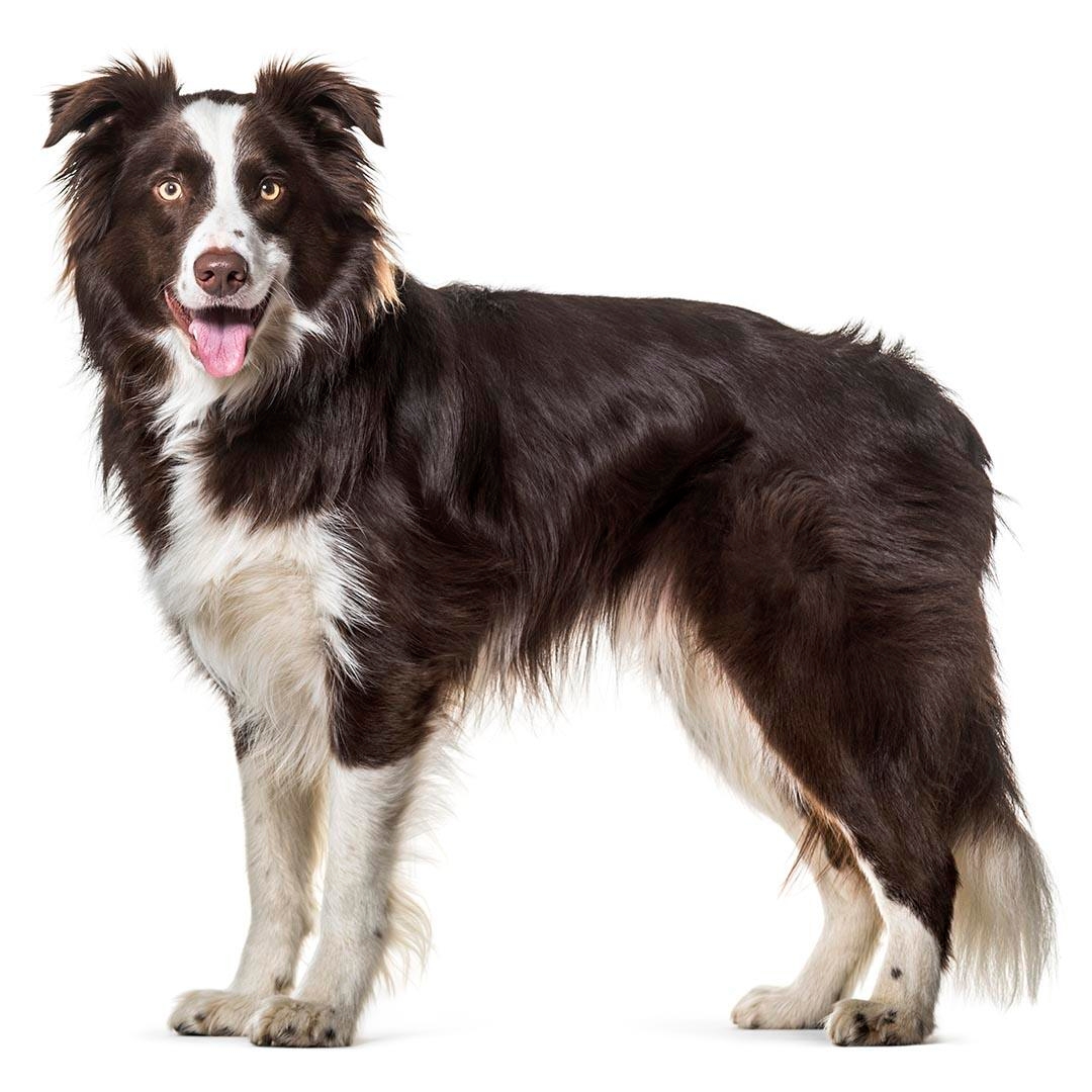 Border collies: High-energy, smart dogs that need lots of exercise