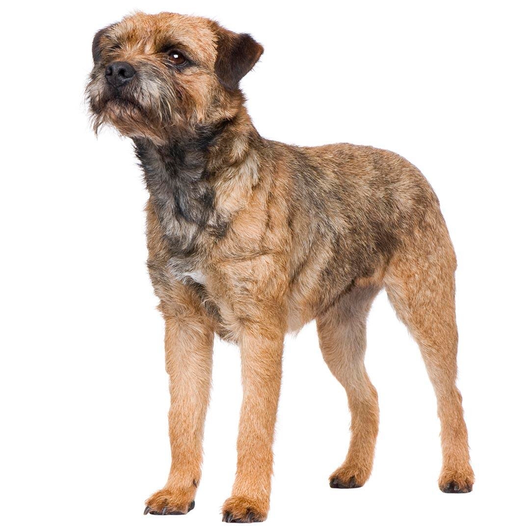 Border Terrier Dog Breed