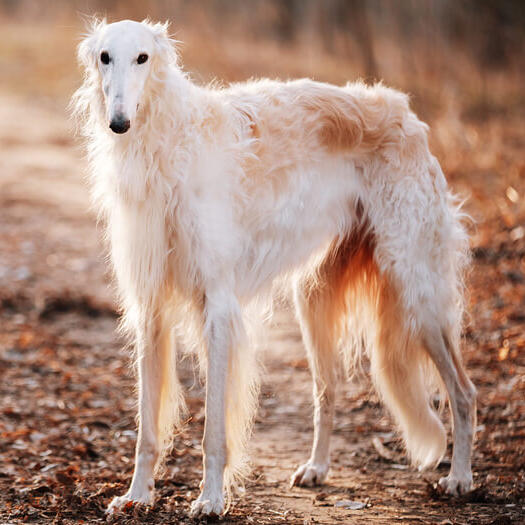 white borzoi standing on the trail