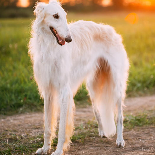 white borzoi dog looking to the right