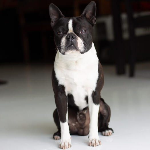 boston terrier sitting in the center of the room
