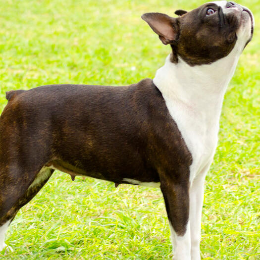 boston terrier looking up