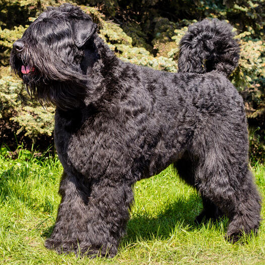 Bouvier Des Flandres standing on the grass