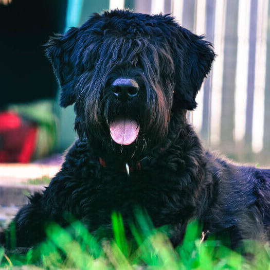 Bouvier Des Flandres lying on the ground