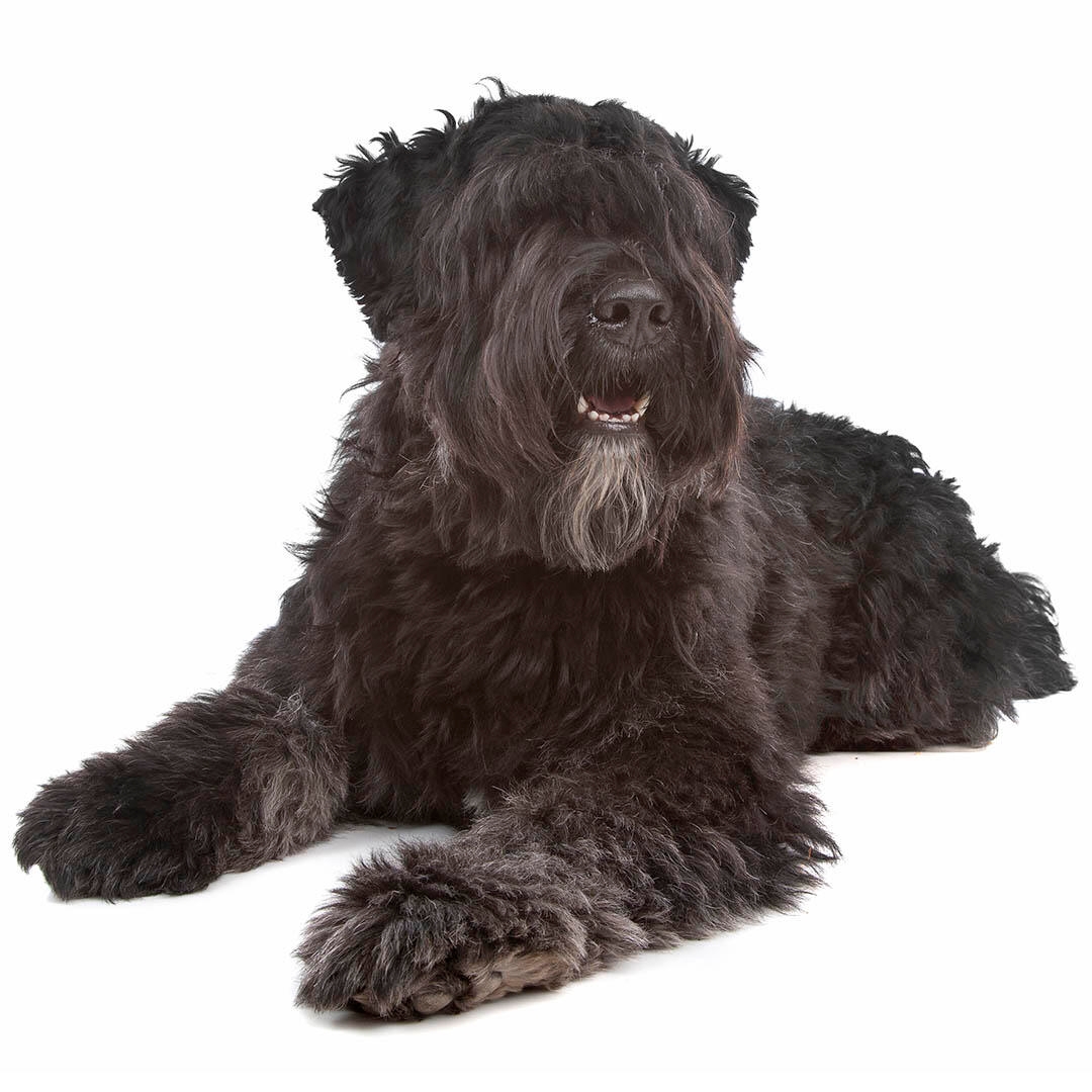 Bouvier des Flandres Dog Breed