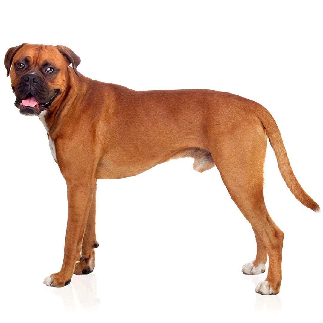 Boxer Dog Breed