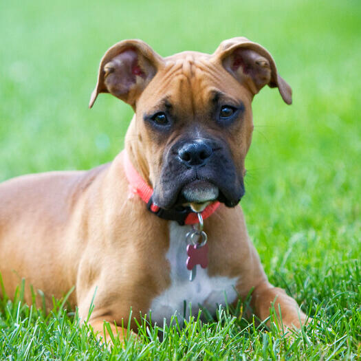 junior boxer lying in the grass