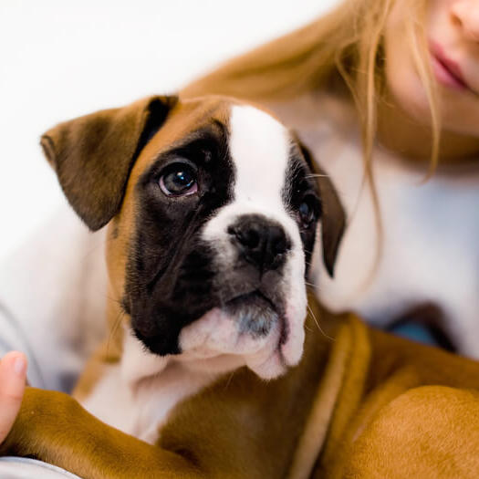 a young girl holding a boxer puppy
