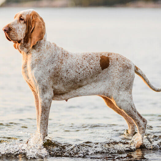 Bracco Italiano standing near the water