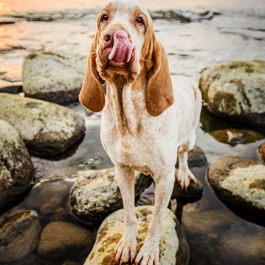 Bracco Italiano standing on the rocks near the water