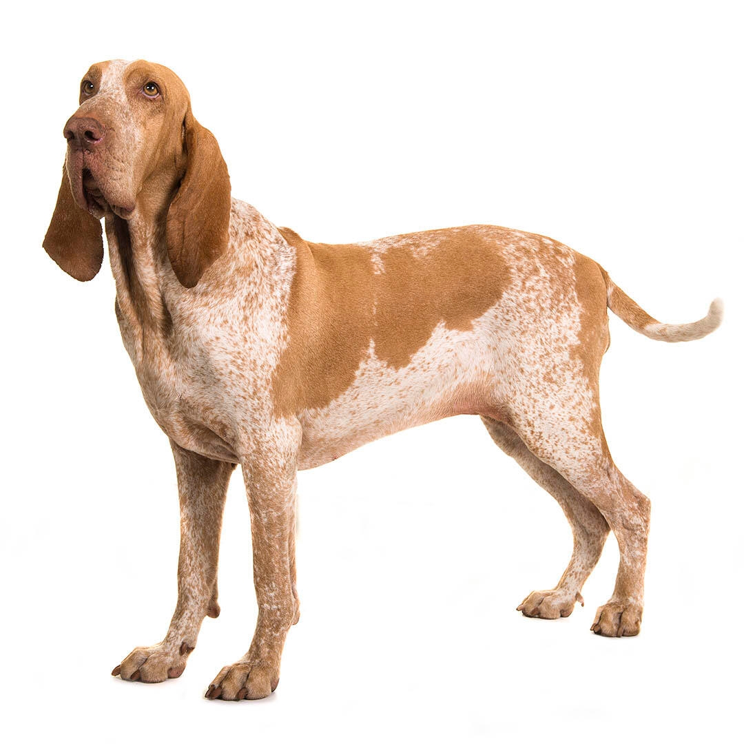 Bracco Italiano Dog Breed