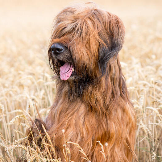 Briard sitting in the field