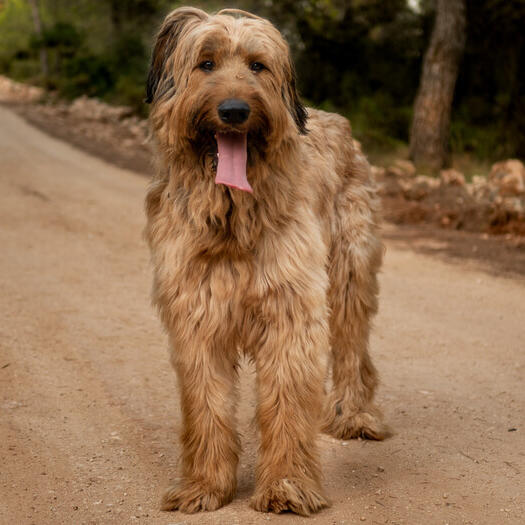 Briard standing on the road