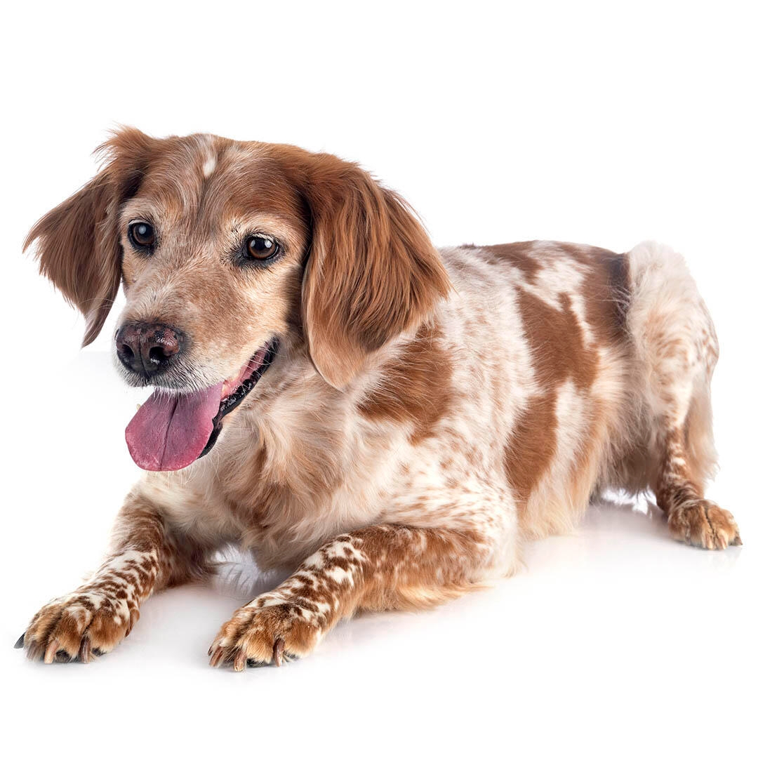 Brittany Dog Breed