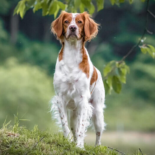 Brittany walking in the forest